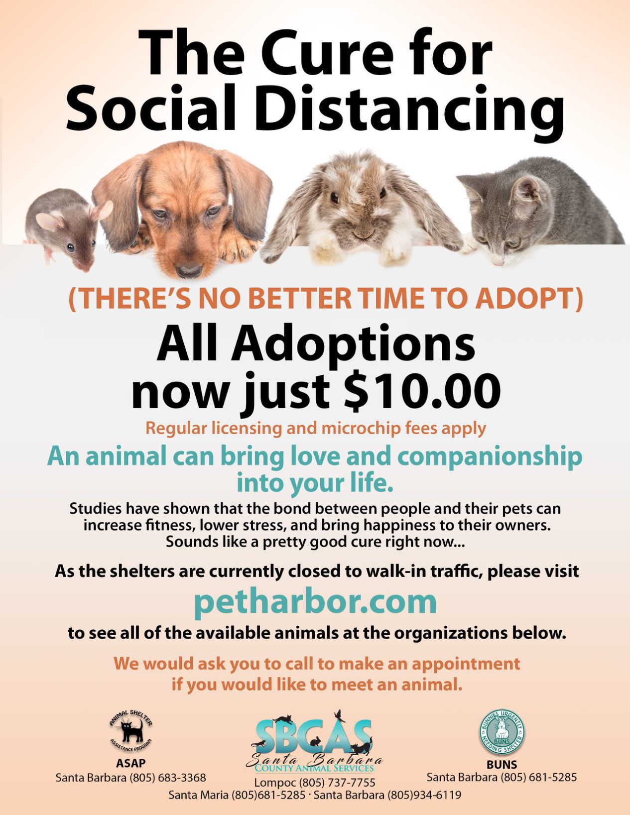 Shelter Flyer